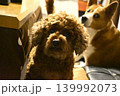 こちらを見つめるトイプードルとミックス犬  139992073