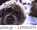 見つめるトイプードル 139992074