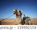 サハラ砂漠にたたずむラクダ 139992158