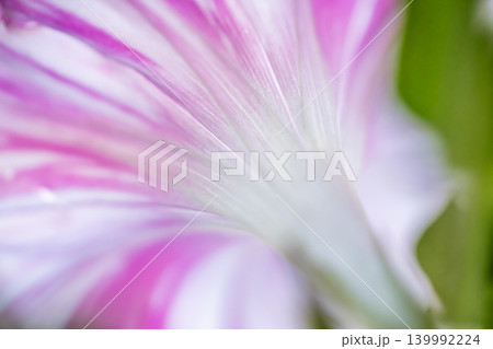 ピンクの朝顔の花が咲いた ピンクの朝顔の花が咲いた 139992224