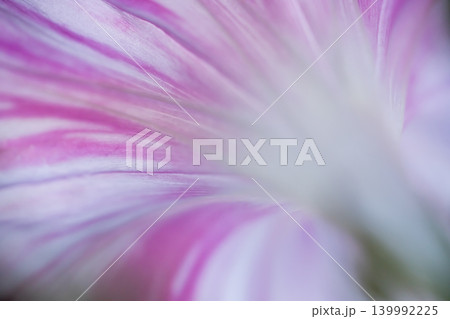 ピンクの朝顔の花が咲いた ピンクの朝顔の花が咲いた 139992225