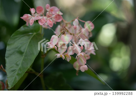 ピンク色の可愛いベゴニアの花 ピンク色の可愛いベゴニアの花 139992288