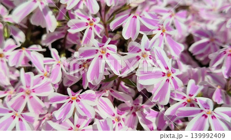 ももいろ芝桜、満開! ももいろ芝桜、満開! 139992409