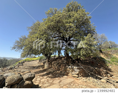 Tabor oak (Quercus ithaburensis) near the ruins of the Canaanite city of Laish in the Tel Dan Nature Reserve Tabor oak (Quercus ithaburensis) near the ruins of the Canaanite city of Laish in the Tel Dan Nature Reserve 139992481