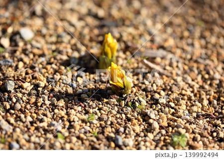 福寿草の花 福寿草の花 139992494