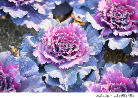 爽やか ハボタンの花 爽やか ハボタンの花 139992499