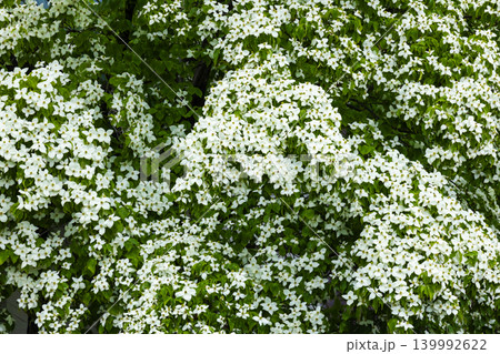 ヤマボウシの花 ヤマボウシの花 139992622