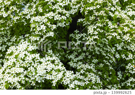 ヤマボウシの花 ヤマボウシの花 139992625