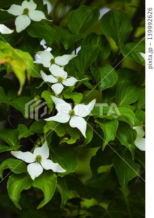 ヤマボウシの花 139992626