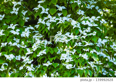 ヤマボウシの花 139992628