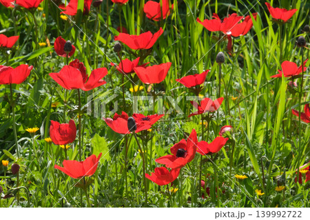 Spring bloom of anemones (Anemone coronaria) in the Negev Spring bloom of anemones (Anemone coronaria) in the Negev 139992722