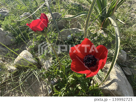 Spring bloom of anemones (Anemone coronaria) in the Negev Spring bloom of anemones (Anemone coronaria) in the Negev 139992725