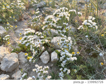 Desert Statice or Winged Sea Lavender (Limonium lobatum) 139992726