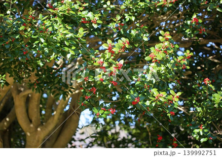 可愛い シナヒイラギの実 可愛い シナヒイラギの実 139992751