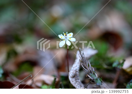 爽やか バイカオウレンの花 爽やか バイカオウレンの花 139992755