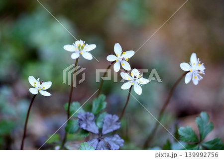 爽やか バイカオウレンの花 爽やか バイカオウレンの花 139992756