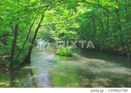 光さす新緑の奥入瀬渓流(十和田八幡平国立公園) 光さす新緑の奥入瀬渓流(十和田八幡平国立公園) 139992790