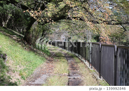 木々に囲まれた小道 木々に囲まれた小道 139992846