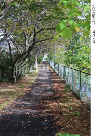 木々に囲まれた道 木々に囲まれた道 139992857