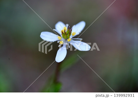 爽やか　バイカオウレンの花 139992931