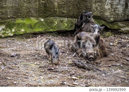 Detailed Wildlife Shot of Wild Boars. Detailed Wildlife Shot of Wild Boars. 139992999
