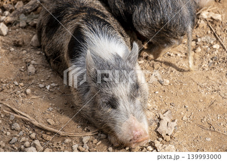 Detailed Wildlife Shot of Wild Boars. Detailed Wildlife Shot of Wild Boars. 139993000