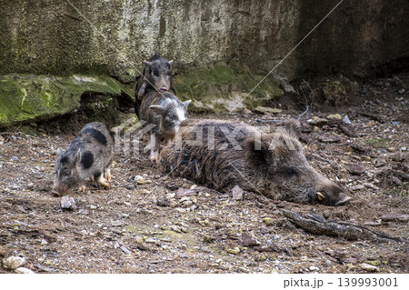 Detailed Wildlife Shot of Wild Boars. Detailed Wildlife Shot of Wild Boars. 139993001
