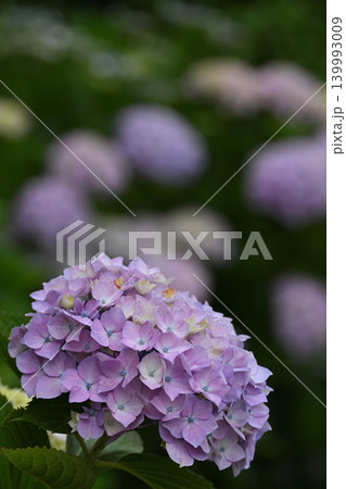淡い紫が重なる紫陽花の繊細な花姿 淡い紫が重なる紫陽花の繊細な花姿 139993009