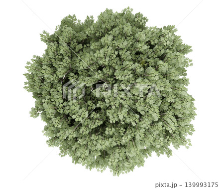 Overhead view of a lush green oak tree canopy with detailed leaves and branches Overhead view of a lush green oak tree canopy with detailed leaves and branches 139993175