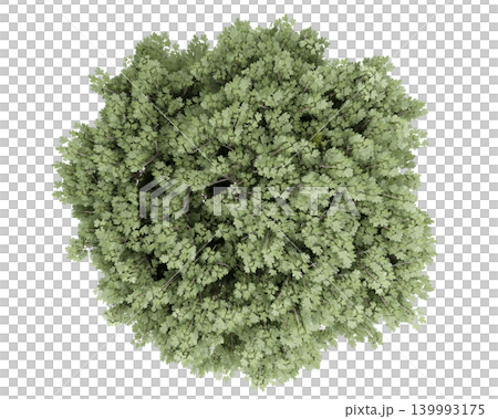 Overhead view of a lush green oak tree canopy with detailed leaves and branches Overhead view of a lush green oak tree canopy with detailed leaves and branches 139993175