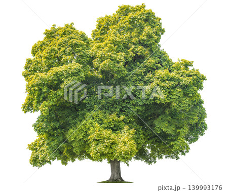 Lush green maple tree with dense foliage isolated on a transparent background Lush green maple tree with dense foliage isolated on a transparent background 139993176