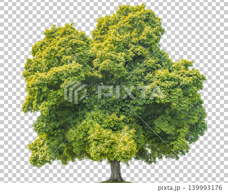 Lush green maple tree with dense foliage isolated on a transparent background Lush green maple tree with dense foliage isolated on a transparent background 139993176