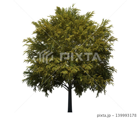 Deciduous tree with dense green foliage and visible branches Deciduous tree with dense green foliage and visible branches 139993178