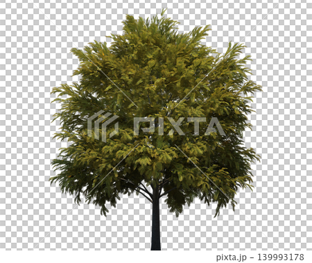 Deciduous tree with dense green foliage and visible branches Deciduous tree with dense green foliage and visible branches 139993178