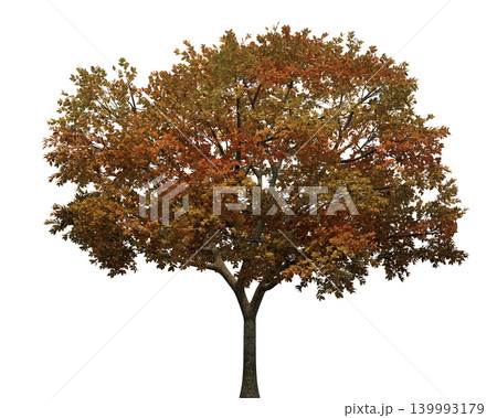 Deciduous tree with vibrant autumn foliage in warm orange and brown colors Deciduous tree with vibrant autumn foliage in warm orange and brown colors 139993179