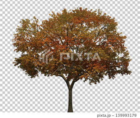 Deciduous tree with vibrant autumn foliage in warm orange and brown colors Deciduous tree with vibrant autumn foliage in warm orange and brown colors 139993179