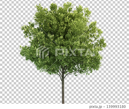 A lush green deciduous tree with a textured bark trunk 139993180