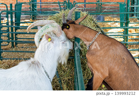 Goats in farm interior Goats in farm interior 139993212