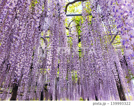 一面の藤の花 一面の藤の花 139993322