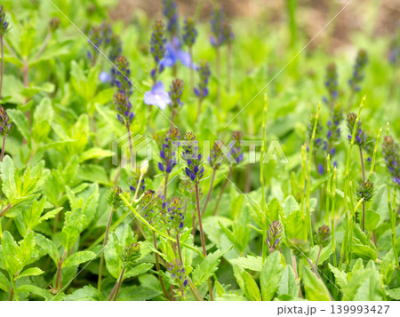 鮮やかなエボルブルスの花 鮮やかなエボルブルスの花 139993427