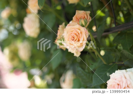春香る、花壇に咲く薔薇の花 春香る、花壇に咲く薔薇の花 139993454