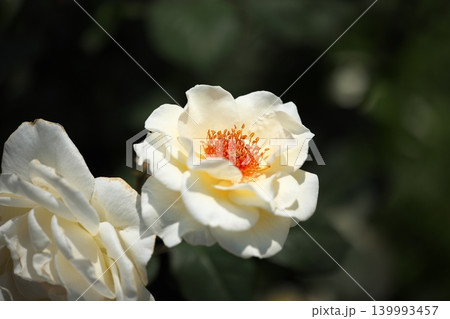 春香る、花壇に咲く薔薇の花 春香る、花壇に咲く薔薇の花 139993457