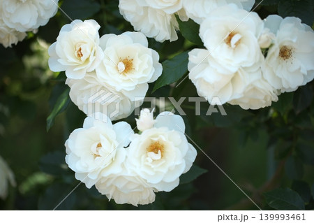 春香る、花壇に咲く薔薇の花 139993461
