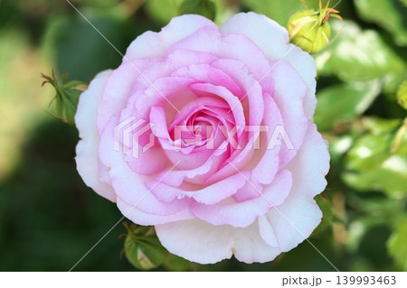春香る、花壇に咲く薔薇の花 春香る、花壇に咲く薔薇の花 139993463