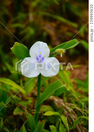 シロバナツユクサの花 シロバナツユクサの花 139993610
