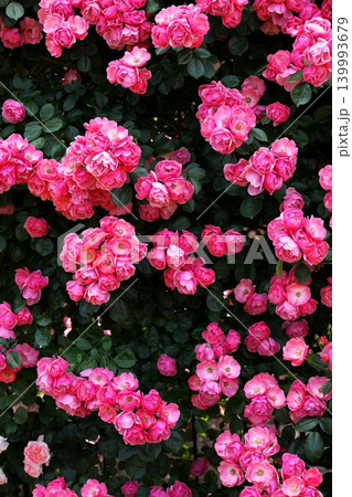 春薔薇のある風景 春薔薇のある風景 139993679