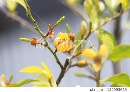 クリーム色の唐種招霊(カラタネオガタマ)の花と蕾 クリーム色の唐種招霊(カラタネオガタマ)の花と蕾 139993686