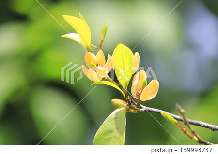 クリーム色の唐種招霊(カラタネオガタマ)の花と蕾 クリーム色の唐種招霊(カラタネオガタマ)の花と蕾 139993737
