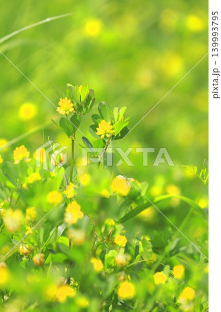 かわいい米粒詰草(コメツブツメクサ)の花 かわいい米粒詰草(コメツブツメクサ)の花 139993795