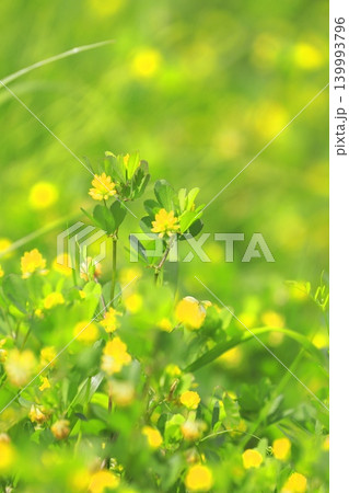 かわいい米粒詰草（コメツブツメクサ）の花 139993796